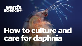 Caring and Culturing for Daphnia [upl. by Munster]