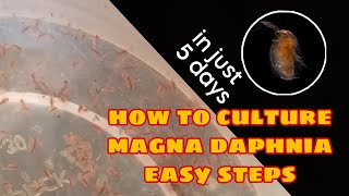 How to Culture Magna Daphnia Easily [upl. by Ianahs449]