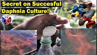 How to Culture Daphnia Successfully [upl. by Llyrad]