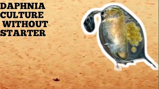 HOW TO CULTURE DAPHNIA NATURALLY WITHOUT A STARTER [upl. by Avra]