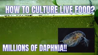 How to Culture Daphnia Secret Method to Breed MILLIONS  Simply Aquatic [upl. by Enitsirk]