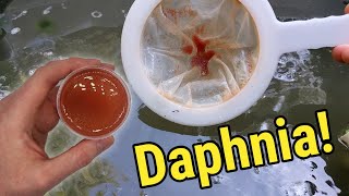 How I Culture Daphnia In Outdoor Tubs [upl. by Lamrert395]