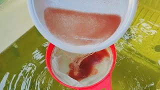 How to culture daphnia  Daphnia culture  How to grow daphnia outdoor [upl. by Anniram626]