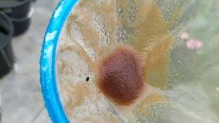 How to culture daphnia moina in a small container Part 1 English Subtitle [upl. by Ahsiek]