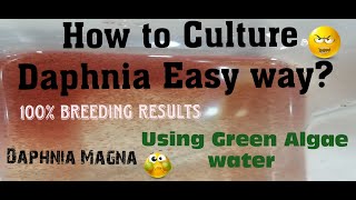 Daphnia MagnaHow to Culture Daphnia Easy wayCulturing Daphnia using Green water Daphnia [upl. by Atinuahs]