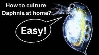 BEST Live Fish Food Beginner guide How to Culture Daphnia at home [upl. by Kape655]