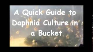 How to culture daphnia outside [upl. by Singhal]