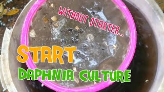 How to culture daphnia moina the easy way 1  Starting the Daphnia culture [upl. by Rick347]