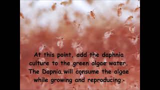 Daphnia  How to grow daphnia in your home [upl. by Rianna]