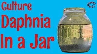 How to Culture Daphnia in a Jar [upl. by Dulcie678]