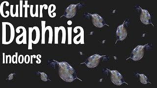 How to Culture Daphnia [upl. by Akinot23]