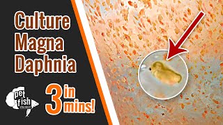 How to culture DAPHNIA MAGNA  The easy way [upl. by Corley]