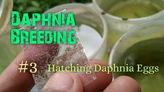 Daphnia Culture made simple and easy 3  Hatching Daphnia eggs [upl. by Inimod430]