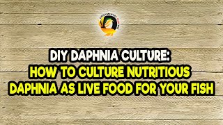 DIY Daphnia Culture How to Culture Nutritious Daphnia as Live Food for Your Fish [upl. by Eartha963]