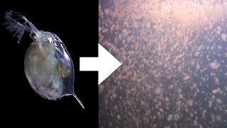 How I Culture Daphnia [upl. by Wight]