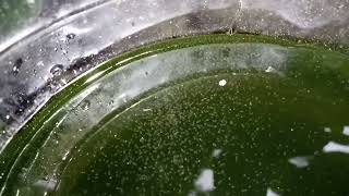 DAPHNIA MOINA CULTURE IN A SMALL BUCKET [upl. by Kania]