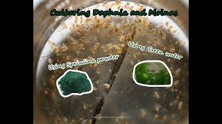 How To Culture Daphnia and Moinas using Green Water Spirulina powder [upl. by Si]