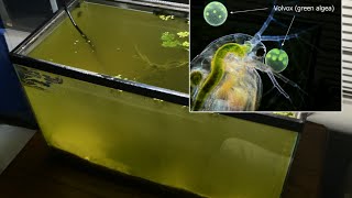 Raising Daphnia for the Freshwater Aquarium [upl. by Oirotciv394]