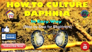 HOW TO CULTURE DAPHNIA In Easy Way [upl. by Dam523]